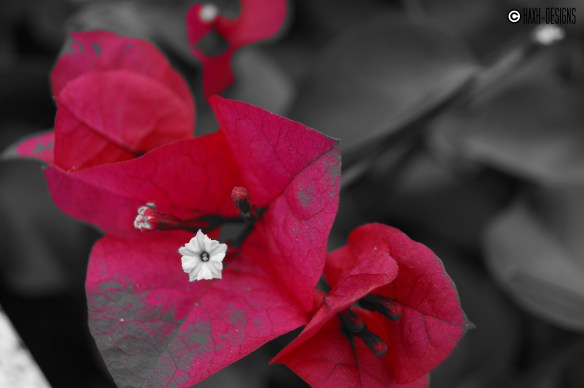 Copo de nieve entre río carmesí.