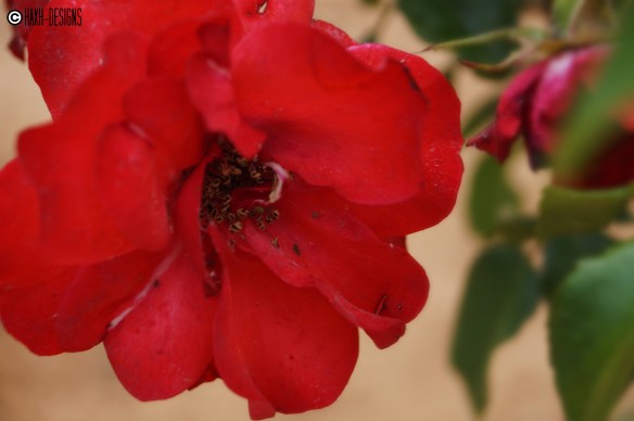 Explosión sangrienta.