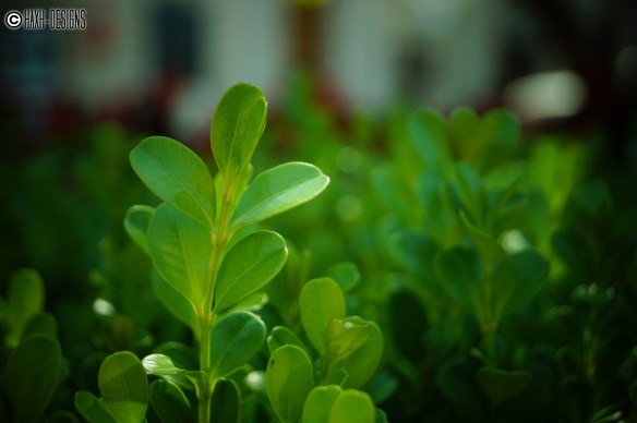 Hojita Juguete Verde