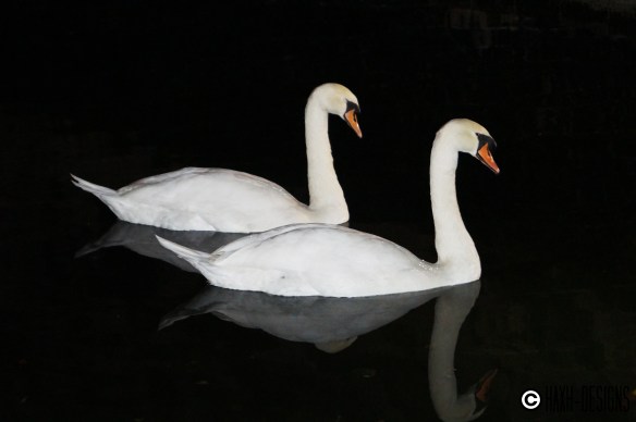 cisne2